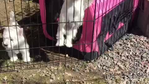 Westiepuppy trying to escape