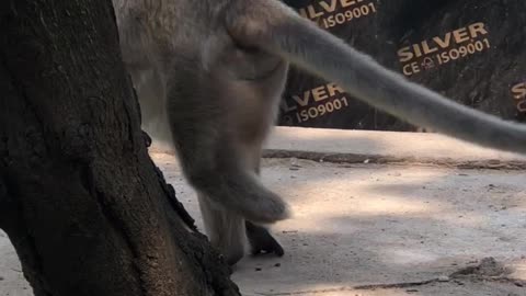 Monkey disable leg