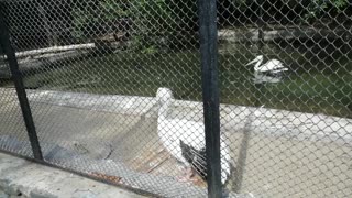 Magnificent pelicans at the zoo.