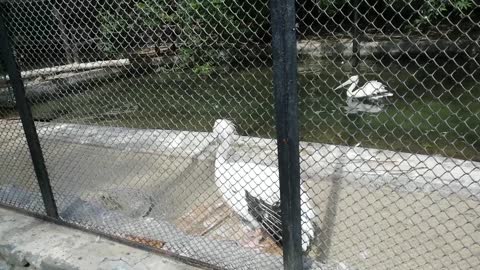 Magnificent pelicans at the zoo.