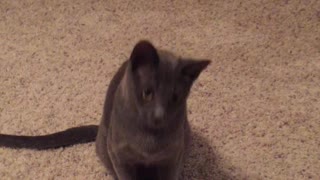 Laser Pointer Has Cat Communicating