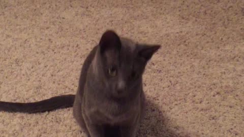 Laser Pointer Has Cat Communicating