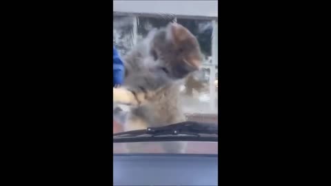 Funny animal videos - Funny cats/dogs - Funny animals
