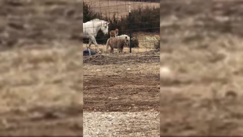 Lazy Corgi Hitched His Wagon To A Pony For A Bumpy Ride