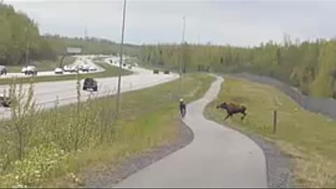 Mum Moose Defends Two Young Calves