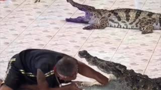 Crocodile Show Ends with Unexpected Feeding