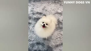 Funny and Hilarious ANIMAL Clips - Pet Compilations #25