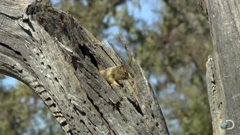 Woodpecker Fends Off Squirrel |