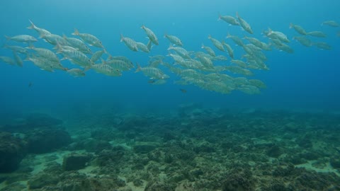 scuba diving,river monsters most dangerous fish,river monsters