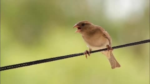 Beautiful birds relaxing video