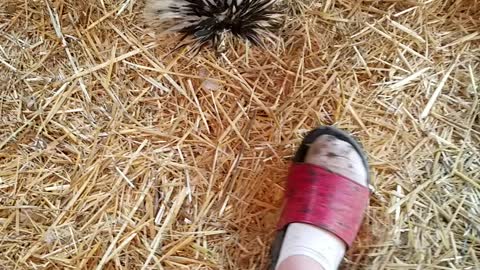 Rooster vs shoe