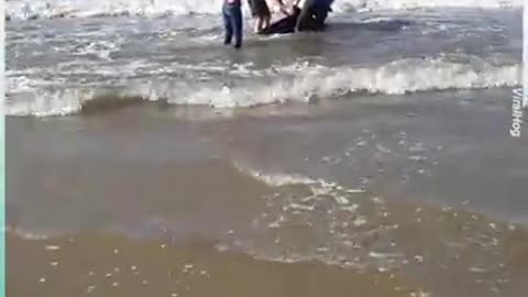 This people try to rescue a whale.