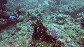 Adorable octopus poses for scuba divers in the Maldives