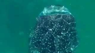 Snorkeling w/ Whale Shark