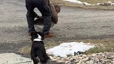 Rescued Goose Isn't Ready for Hugs