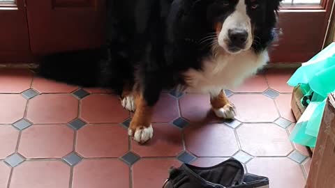Dog desperate to go for a walk