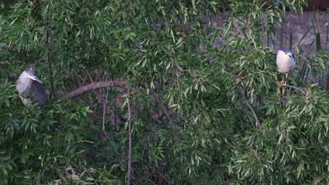 Great Blue Heron & Black Crowned Night Heron