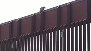 Raccoon Stuck on Boarder Wall