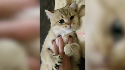 Funny and Cute Cat Playing With Hand Par 04