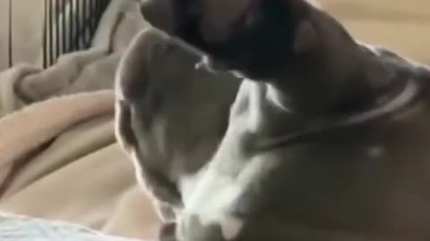 Funny Dogs Fall From bed