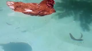 Chicken Relaxing in the Pool