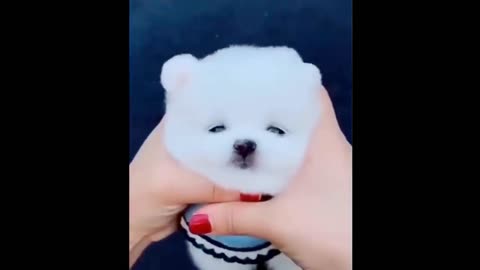 Cute Baby Animals & Funny Pets
