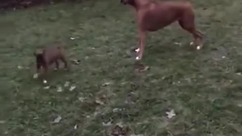 Puppy meeting his big sister!