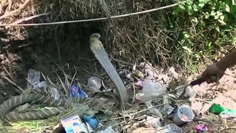 King cobra snakes were caught by professional in Asia