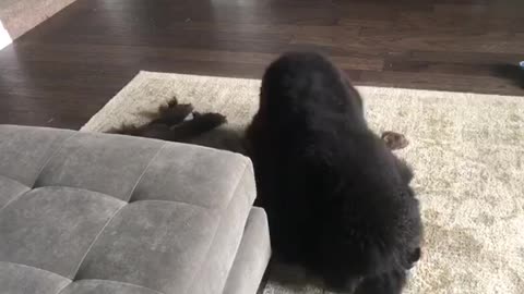 Newfoundland extremely dramatic when playing with younger brother