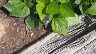 Older video about my garden