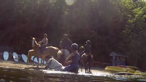 Horse Swimming with Rider
