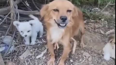 Happy mother and baby dogs