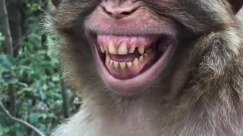 macaco sorriso