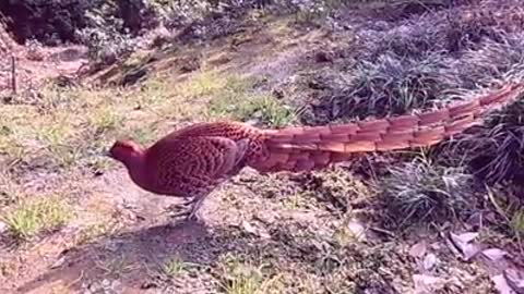 A very beautiful shot and birds eat