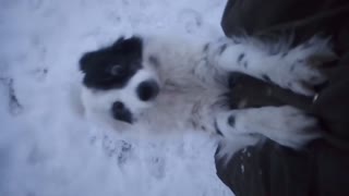 White dog stretches paws on owner