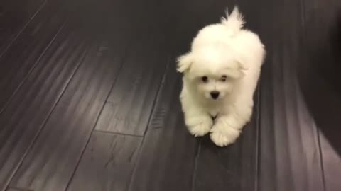 Cute Havanese Puppy got scared_batch