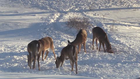 Minnesota Deer Cam