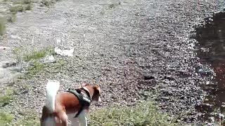 funny dog funny video try not to laugh Jack Russel mix the funniest dogs lovely dogs world