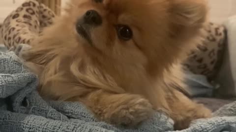 Pomeranian Pup Has Adorable Head Tilts