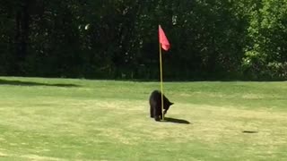 Bears Play Capture the Flag