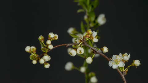 Blackthorn