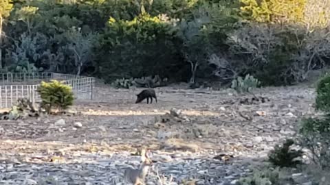 Deer and Hog from the Blind