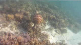 Sea turtle in beautiful philippines sea coral reef