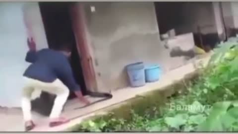 Man tries to get an angry snake out of the house