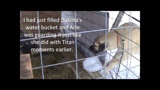 Aggressive Livestock Guardian Pup - Video 2 of 3