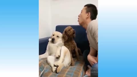 cute puppies play !!