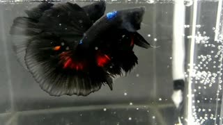 Halfmoon betta fish avatar