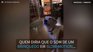 Brinquedo de cão faz som assustador em slow-motion!