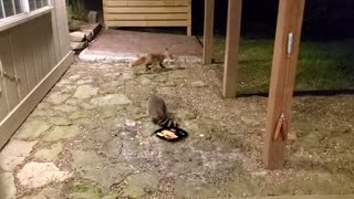 Arkansas Raccoon and Fox Fun
