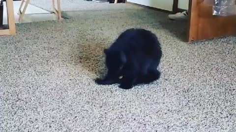 Kitty Chasing her tail!